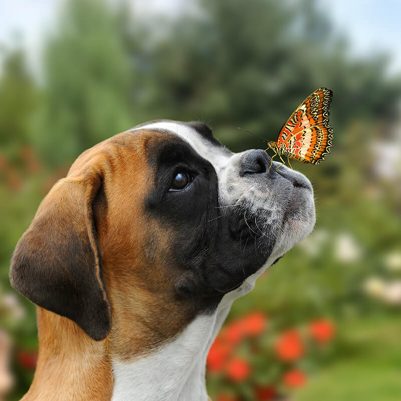 Auf der Nasenspitz des Hundes sitzt ein Schmetterling