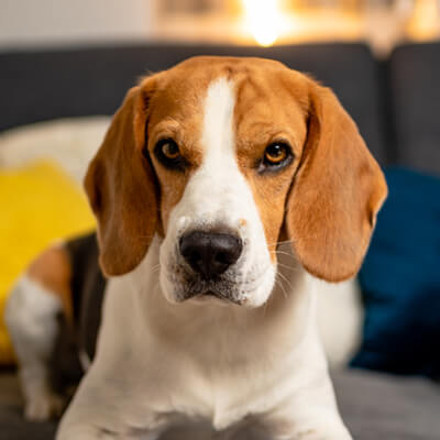 Beagle-Rüde Kasper